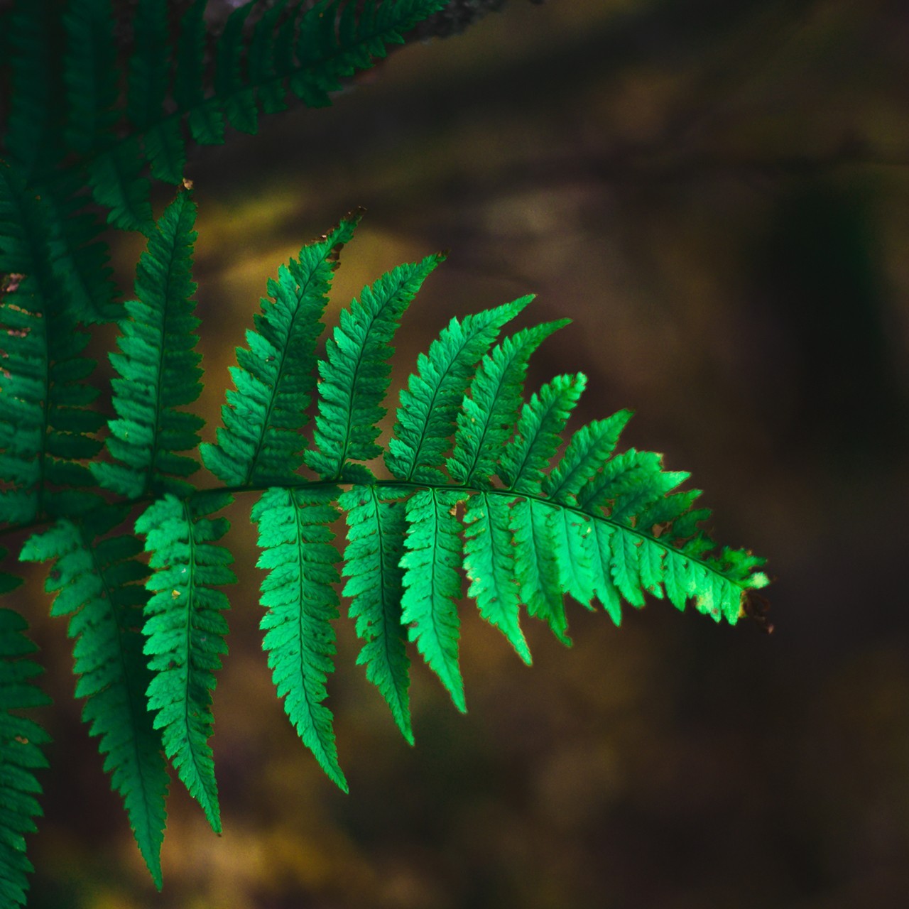 Fotografare la flora e la fauna - Viaggi Finlandia