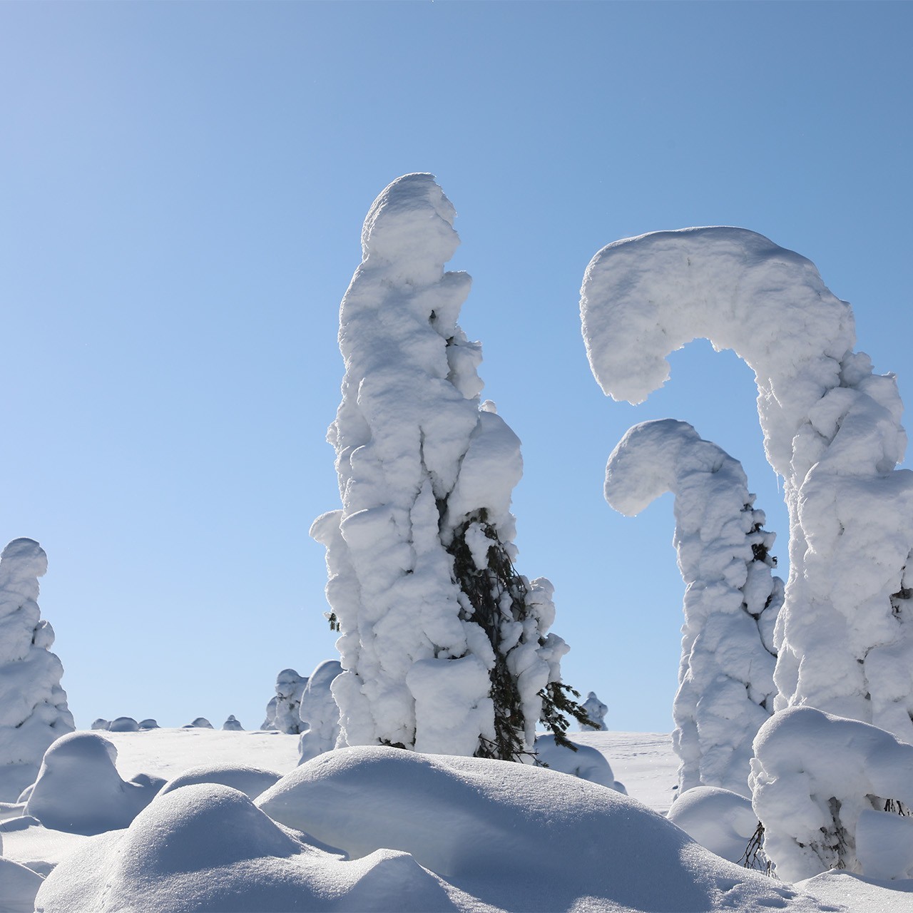 alberi innevati - lapponia