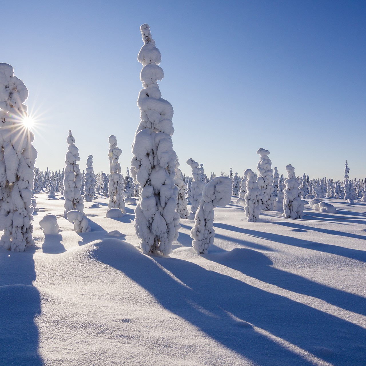 Alberi gelati - trekking in Lapponia - Viaggi Finlandia