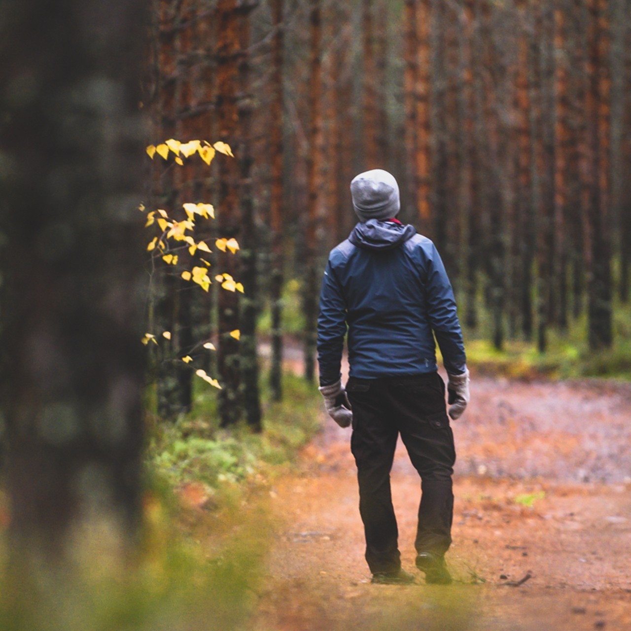 trekking e nordic walking in Lapponia