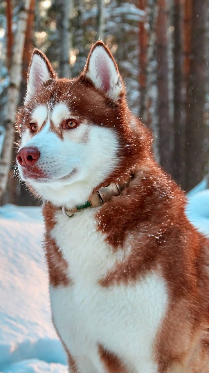 husky lapponia