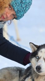 siberian husky