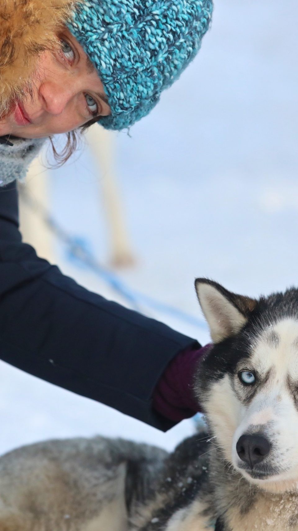 siberian husky