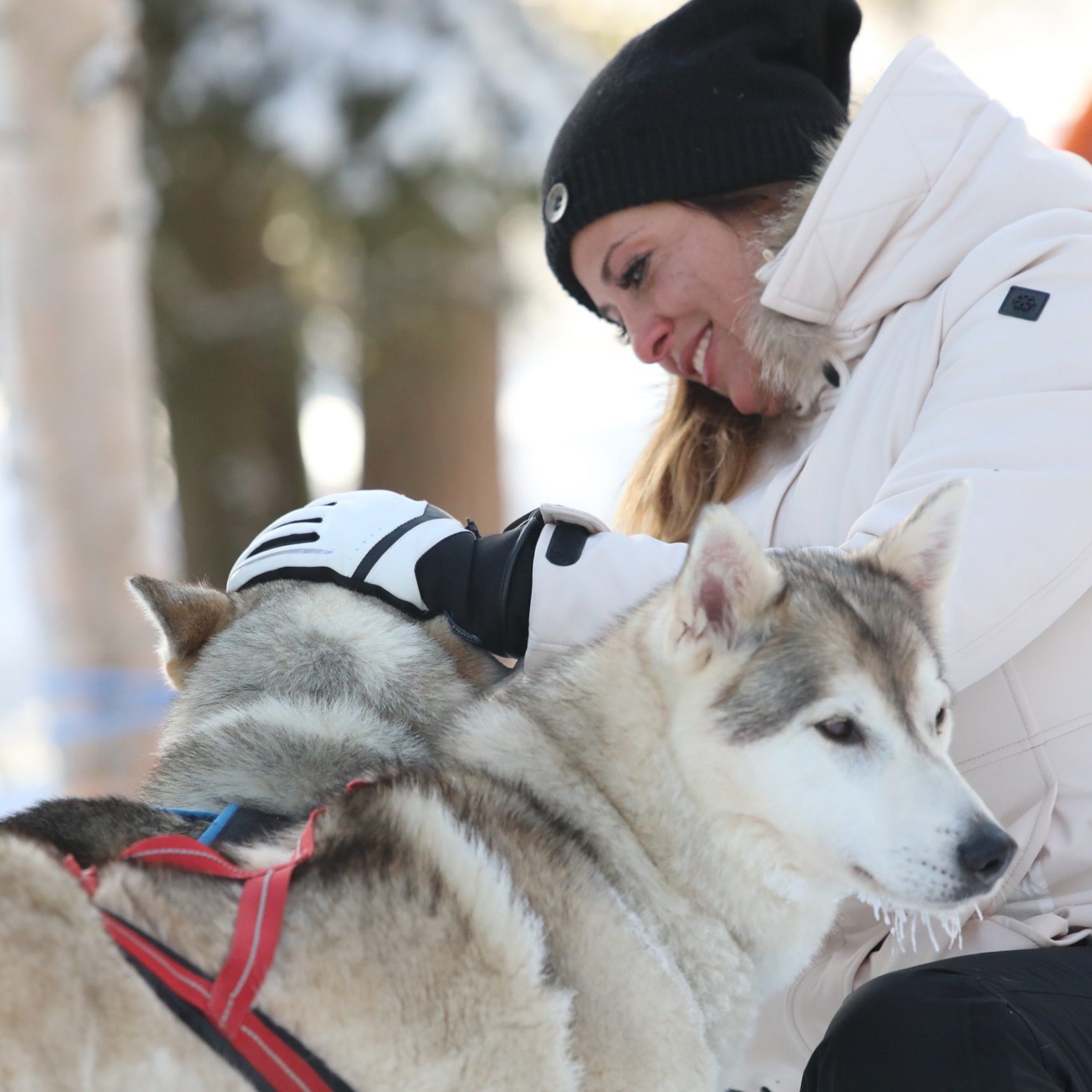husky safari - slitte con husky