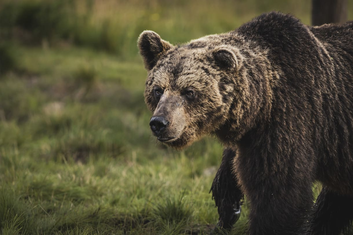 Foto Lapponia orso