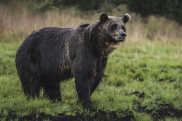 Fotografia naturalistica